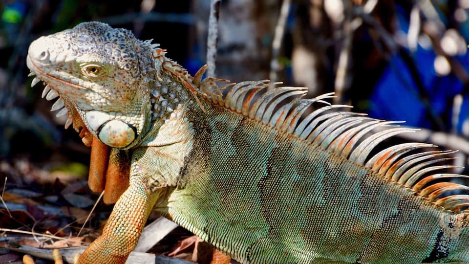 While we were walking on trails looking for birds, we came across this beauty.