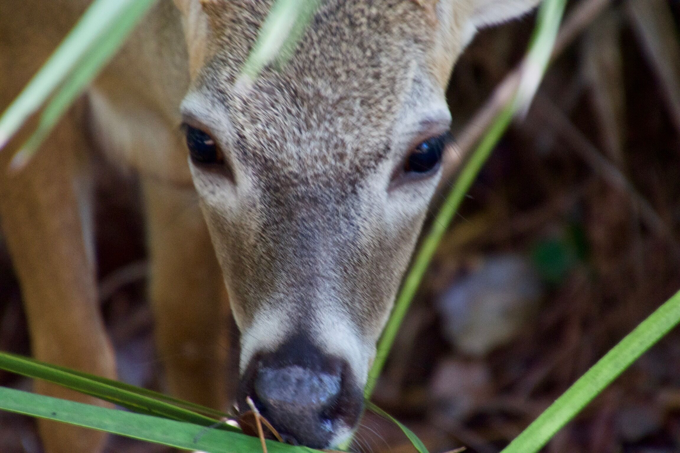  These are just about the cutest animals in the world. Key Deer are so tiny and much too friendly. 