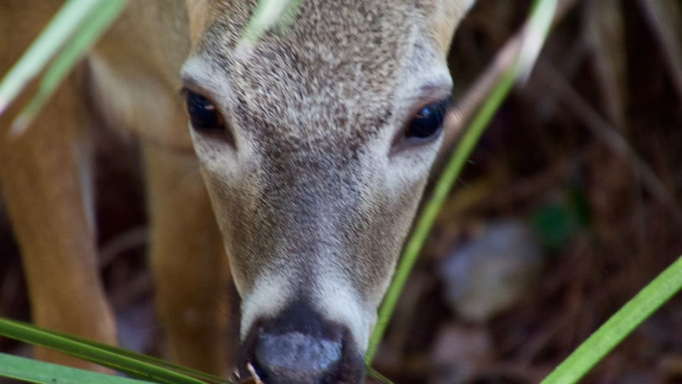 These are just about the cutest animals in the world. Key Deer are so tiny and much too friendly.