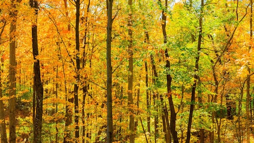 Fall Trees Backlite