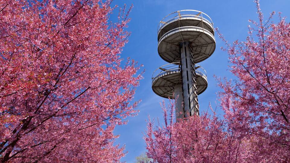 Cherry blossom trees in Flushing Meadows Corona Park at New York City