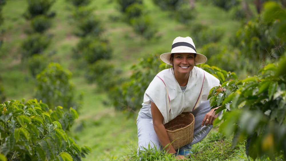 young woman picking up coffee beans in Colombia
