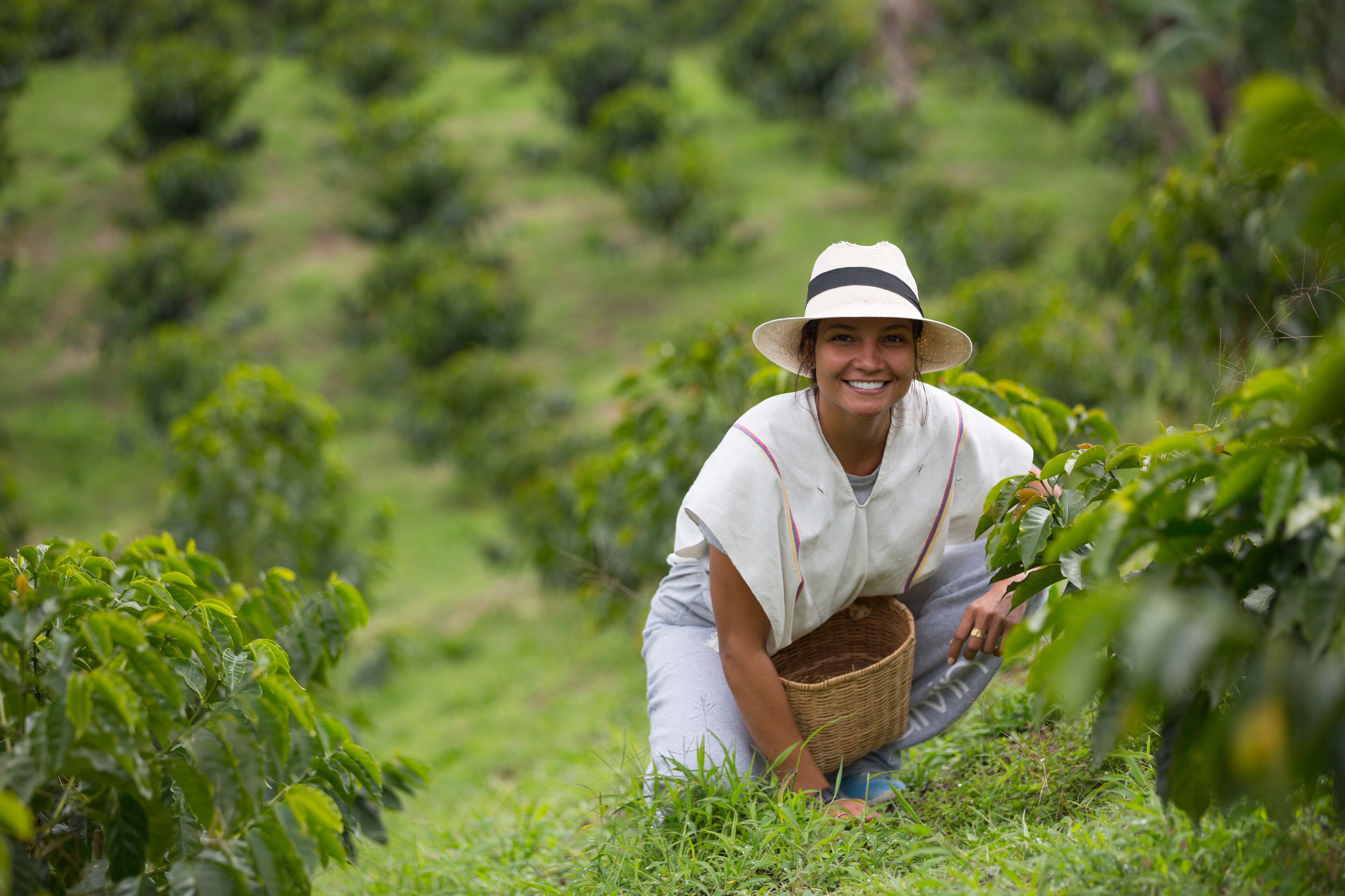 A person crouching in a lush green field, surrounded by coffee plants.
