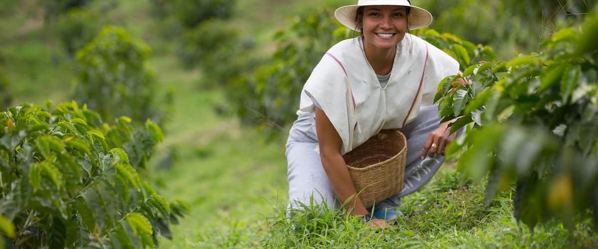 A person crouching in a lush green field, surrounded by coffee plants.
