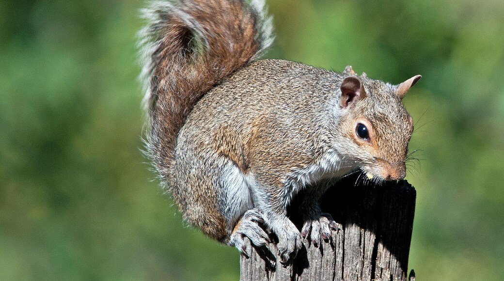 This old stump provides a perch for various critters. This squirrel had a bit of a balancing act on his hands.
#nature
#outdoors
#wildlife
#squirrel
#mybackyard