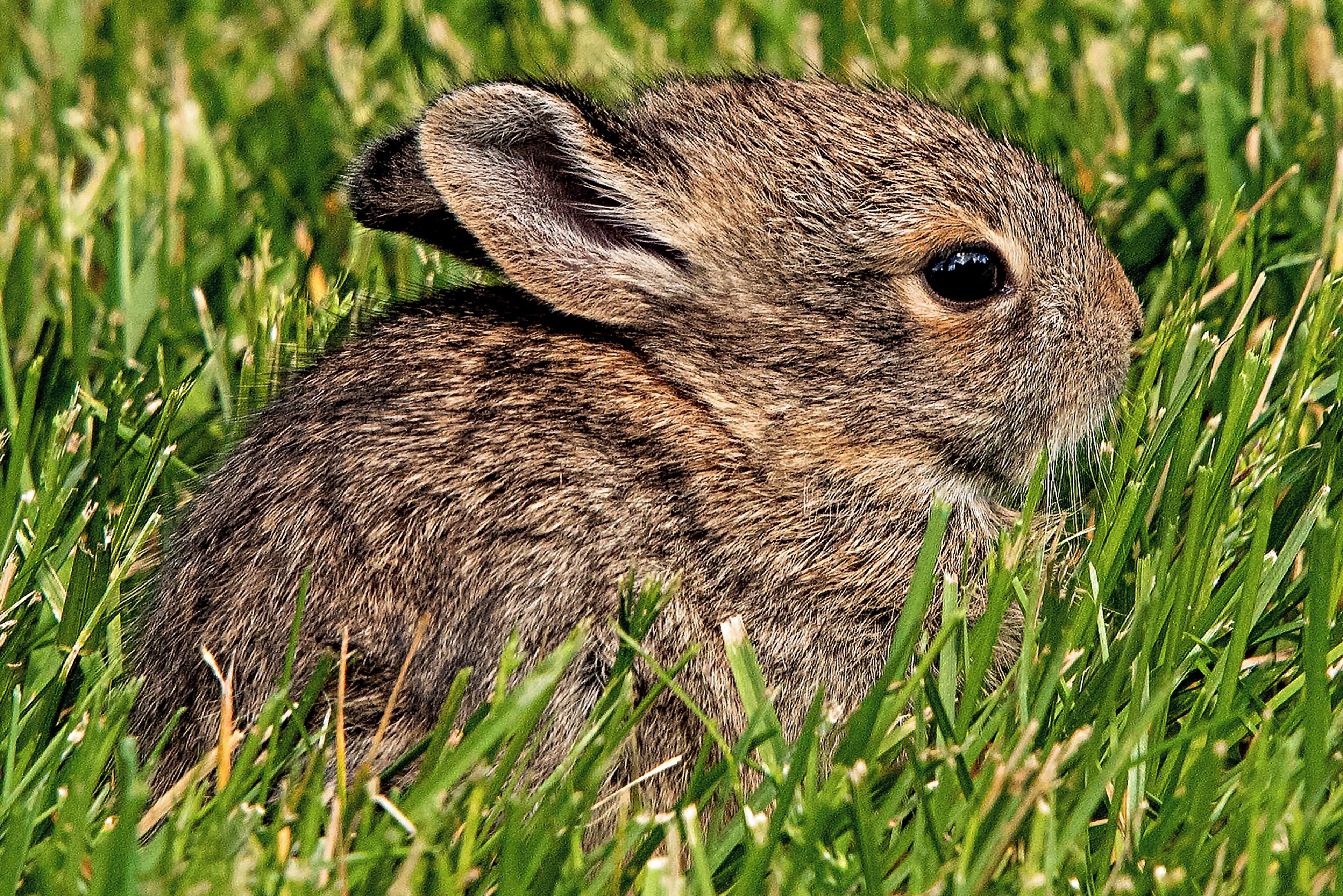 This baby bunny hopped out of the bushes in front of me, then froze motionless in the grass.  After a few minutes, he'd had enough and sprinted back into the brush.
#nature
#babies
#baby_bunny
#rabbit
#wildlife
#mybackyard