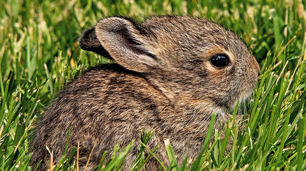 This baby bunny hopped out of the bushes in front of me, then froze motionless in the grass. After a few minutes, he'd had enough and sprinted back into the brush.
#nature
#babies
#baby_bunny
#rabbit
#wildlife
#mybackyard