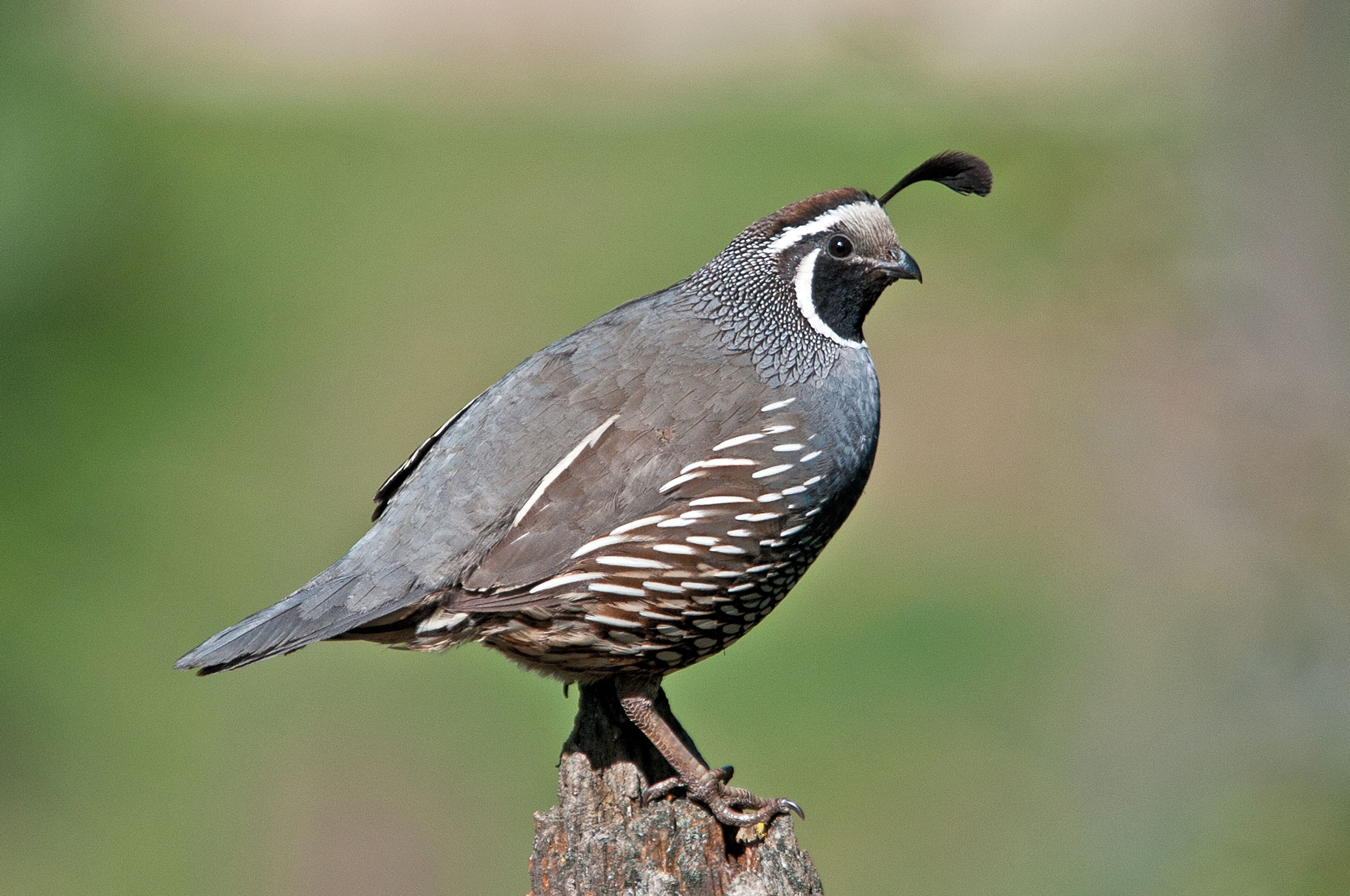 This old stump provided a good perch for various critters.  This California Quail posed well.
#nature
#outdoors
#wildlife
#birds
#quail
#mybackyard