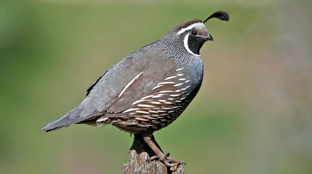 This old stump provided a good perch for various critters. This California Quail posed well.
#nature
#outdoors
#wildlife
#birds
#quail
#mybackyard