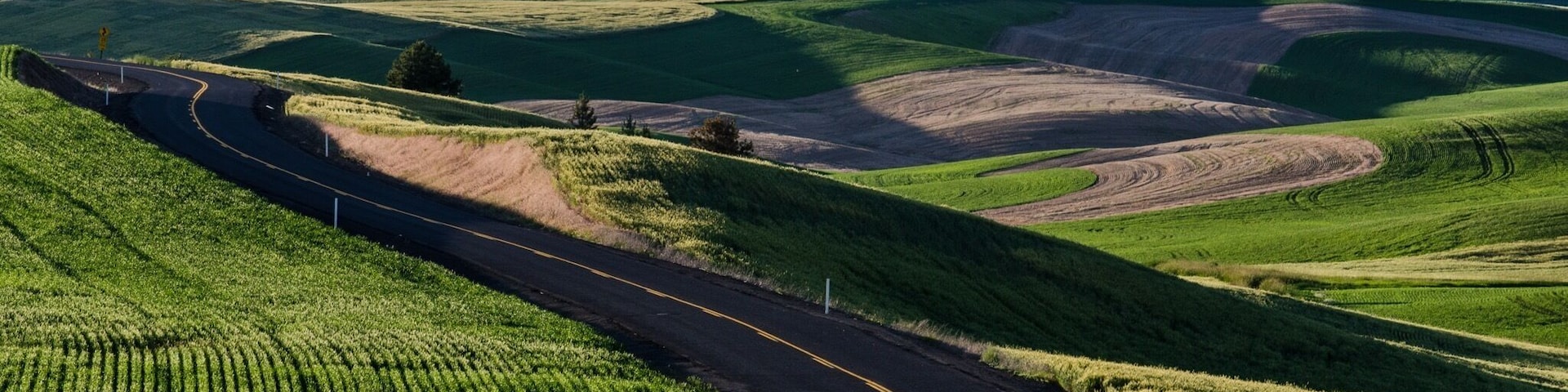 I took this picture last Summer on Betz road approximately 2-3 miles out of Cheney WA.