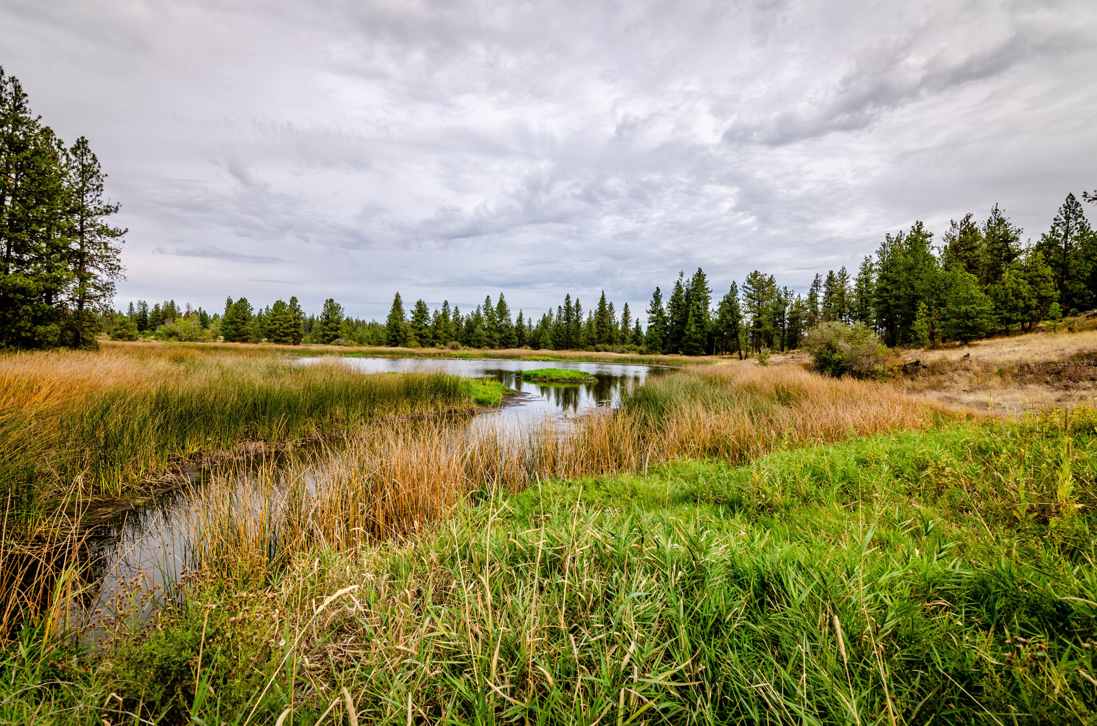 A wetland with a small pond surrounded by tall grasses and trees under a cloudy sky.