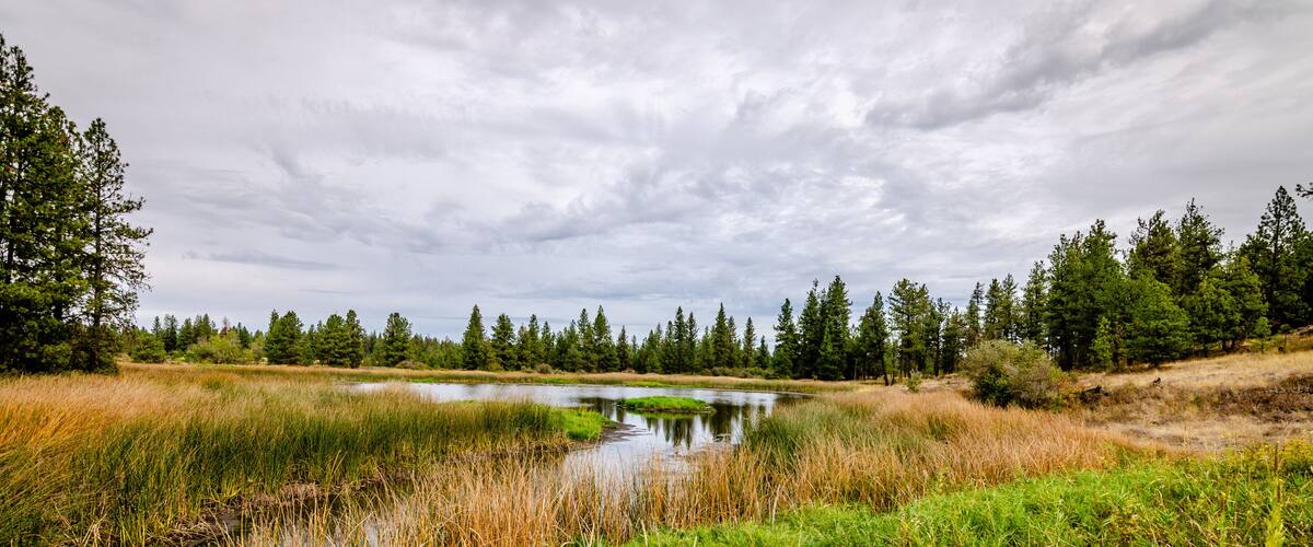 A wetland with a small pond surrounded by tall grasses and trees under a cloudy sky.