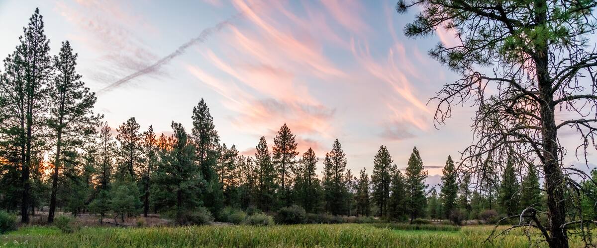 A forest with tall trees and a grassy field.