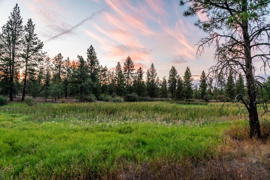 Une forêt avec de grands arbres et un champ d’herbe.
