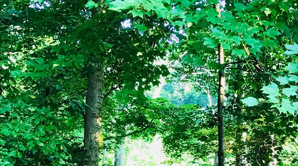 At the end of a street in a quiet neighborhood.