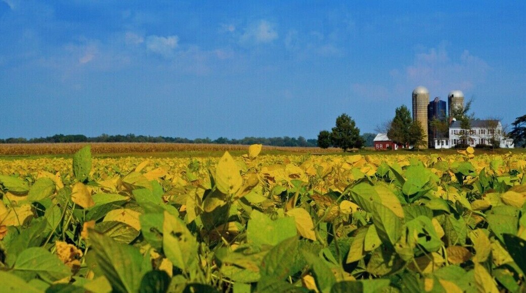 Eastern Shore Maryland, USA is between the Chesapeake bay and Delaware Bay. There are so many farms and fresh produce in this area just 20 minutes from the surrounding water ways. There are also small venues to eat and all have great crabs and crab bisque.