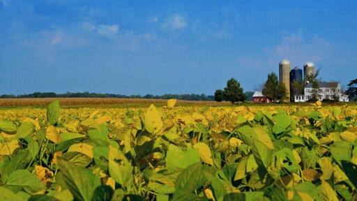 Eastern Shore Maryland, USA is between the Chesapeake bay and Delaware Bay. There are so many farms and fresh produce in this area just 20 minutes from the surrounding water ways. There are also small venues to eat and all have great crabs and crab bisque.
