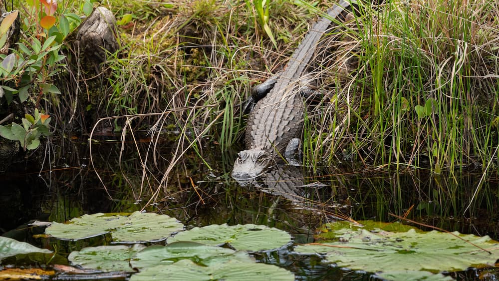 American Alligator basking at swamps edge at Okefenokee swamp park in Folkston Georgia.