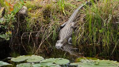 An alligator in a natural water habitat with lily pads and surrounding vegetation.