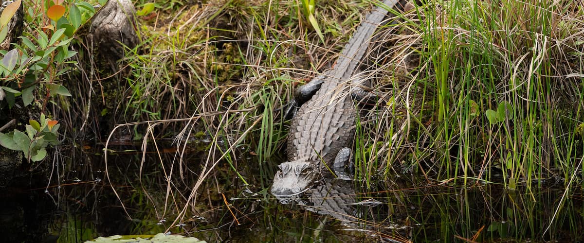 American Alligator basking at swamps edge at Okefenokee swamp park in Folkston Georgia.