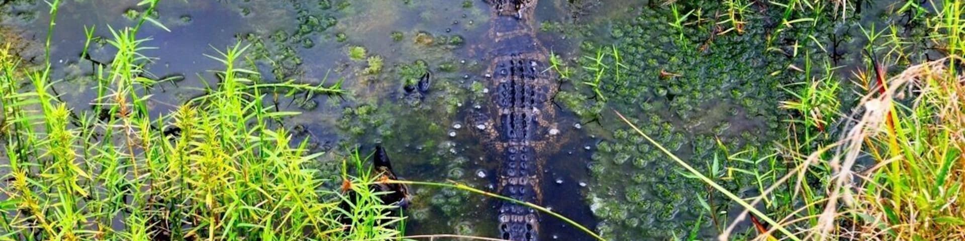 Got to get up close to several alligators