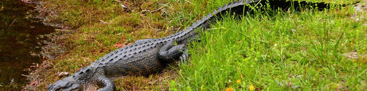 an american alligator lounging in the swamp land of okefenokee national wildlife refuge in southern georgia