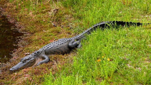 an american alligator lounging in the swamp land of okefenokee national wildlife refuge in southern georgia