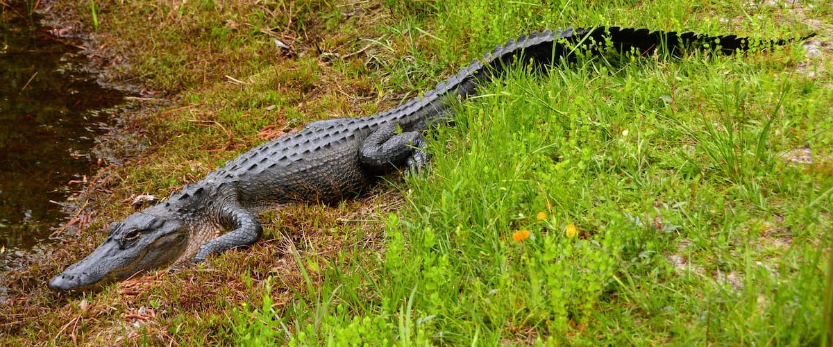 An alligator resting in a grassy area near a water body.