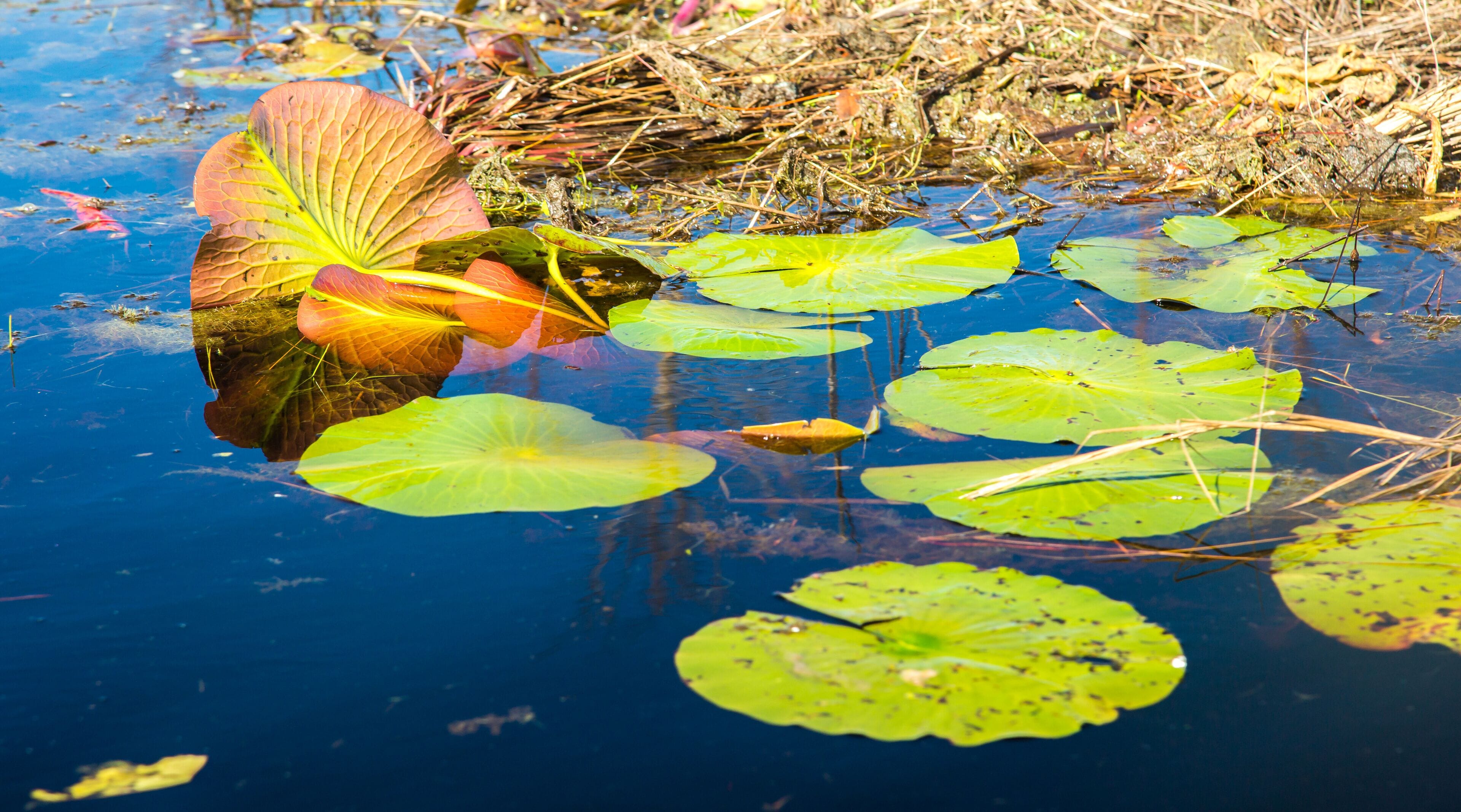 Green lilly pads in the Okefenokee swamp National Wildlife Refuge near Folkston, Georgia