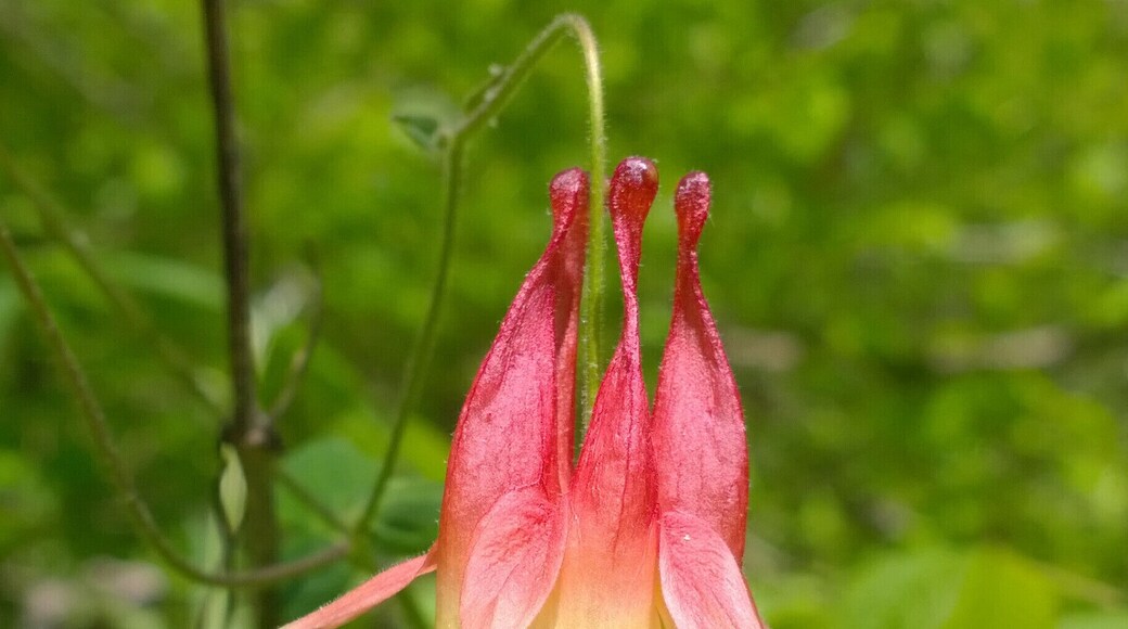 Wild Columbine (Aquilegia canadensis) blooming at Cedar Bog Nature Preserve.
Cedar bog isn't a bog it's a fen.
Either way, it has over a mile of boardwalk and some unusual plants including small yellow and show lady's-slipper orchids, smaller fringed gentian, shrubby cinquefoil, prairie valerian, Riddell's goldenrod and queen-of-the-prairie.