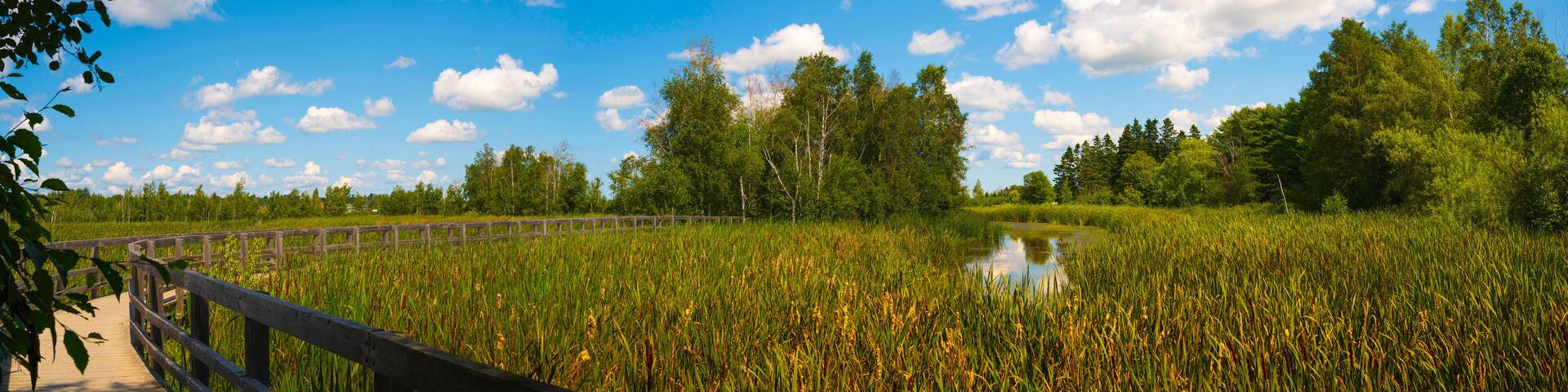 Sackville Waterfowl Park summer afternoon landscape along the boardwalk trail in New Brunswick, Canada