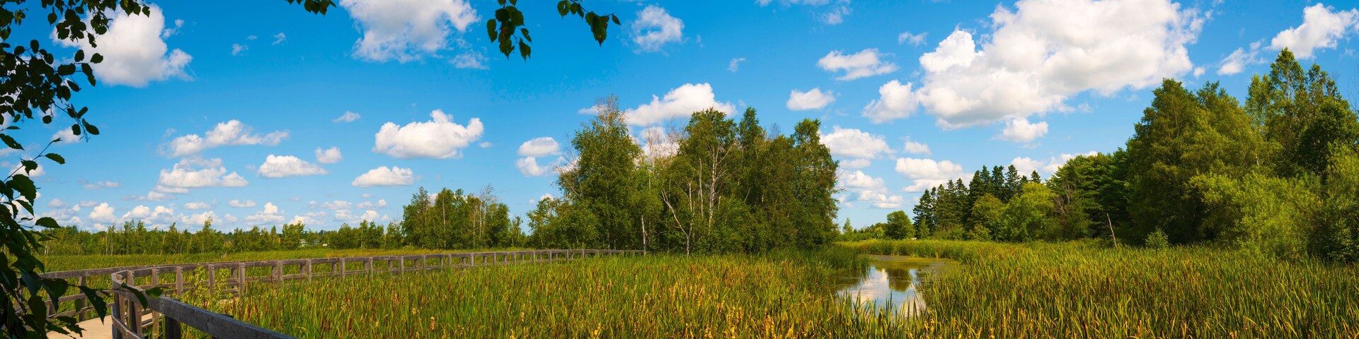 Sackville Waterfowl Park summer afternoon landscape along the boardwalk trail in New Brunswick, Canada