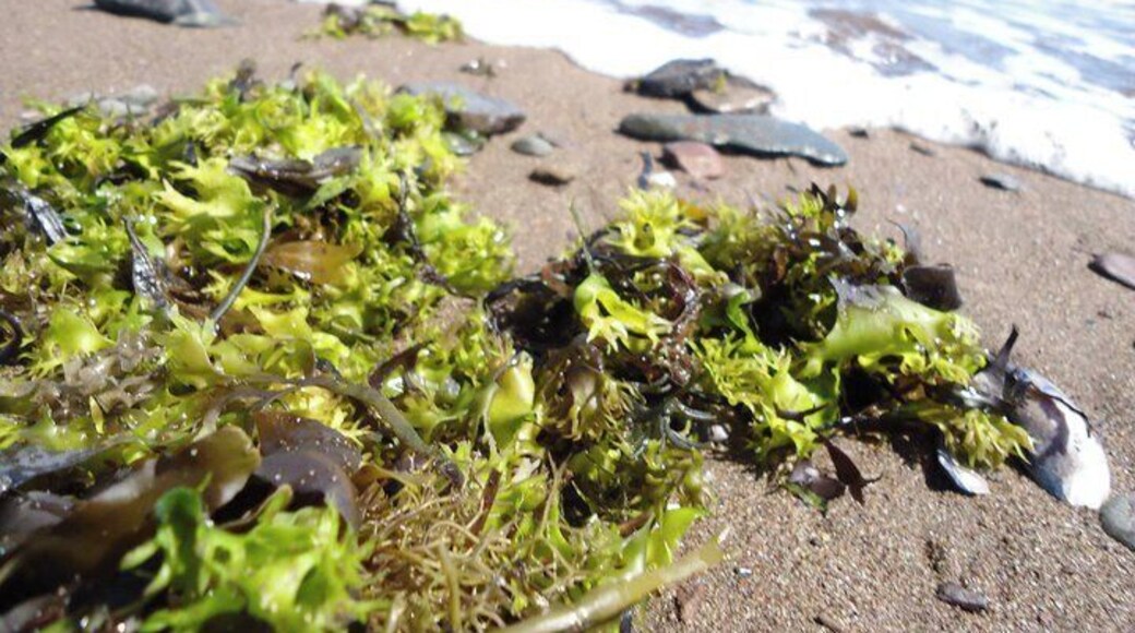It is a bit cold in New Brunswick, but to walk along the beach has no price. I don't remember exactly where we were, but it was close to Bathurst (2 hours from Moncton).