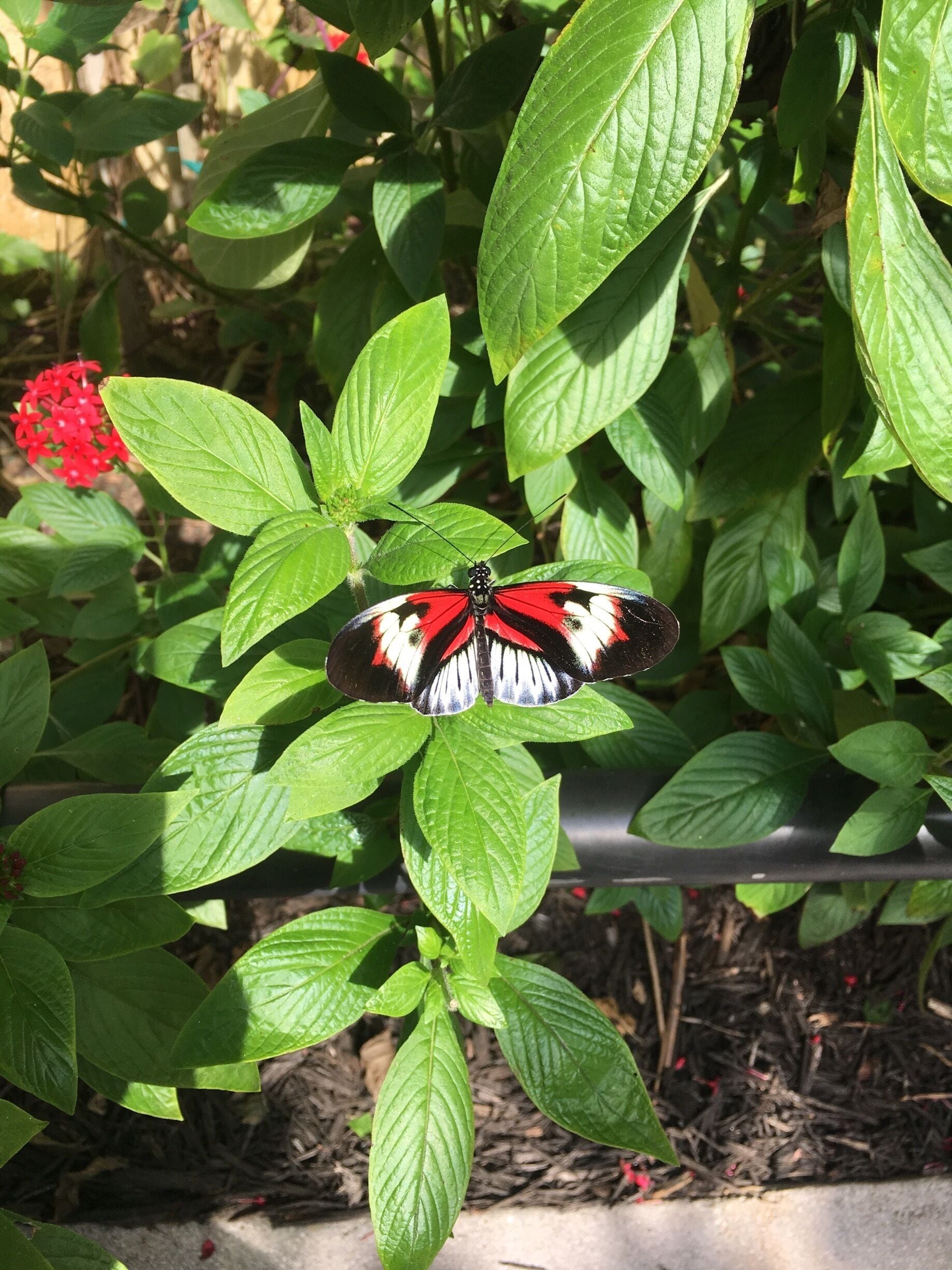 Absolutely beautiful facility. These marvelous creatures fly around you throughout your entire journey. Overall, it was exceptionally fun and educational! 