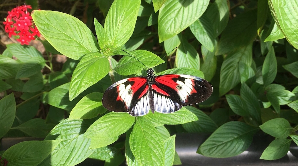 Absolutely beautiful facility. These marvelous creatures fly around you throughout your entire journey. Overall, it was exceptionally fun and educational!