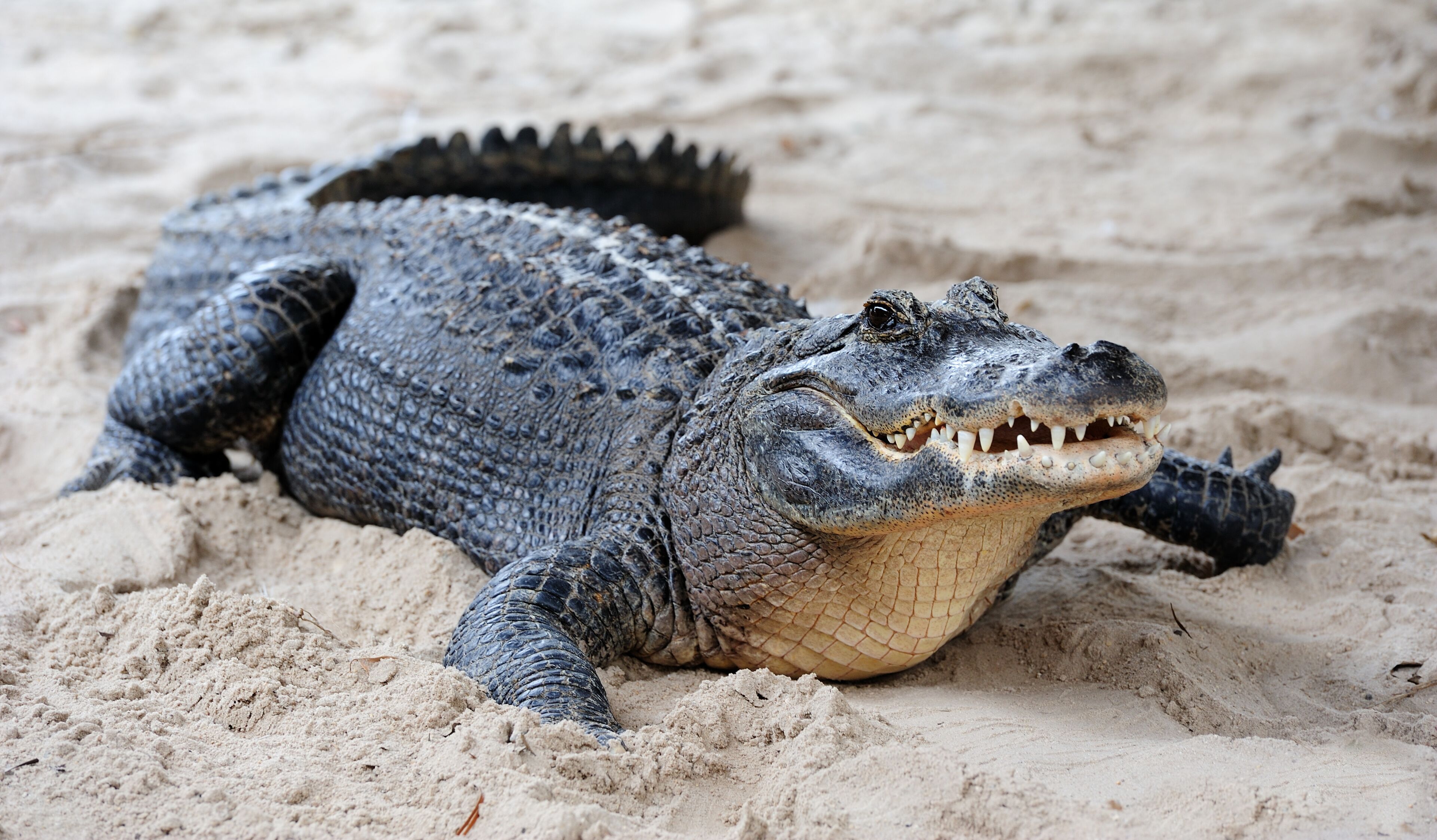 A crocodile resting on sandy terrain.