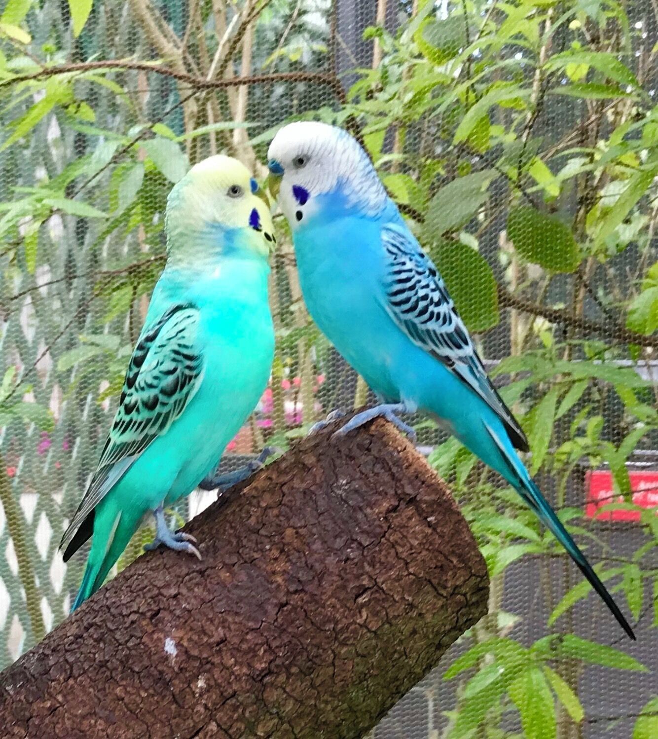 Butterfly World - Coconut Creek, Florida