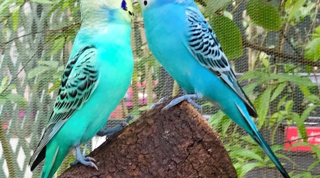 Butterfly World - Coconut Creek, Florida
