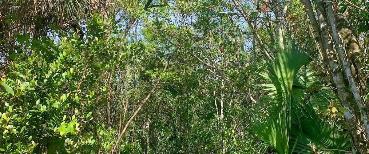 A wooden bridge surrounded by dense tropical foliage and a clear blue sky.