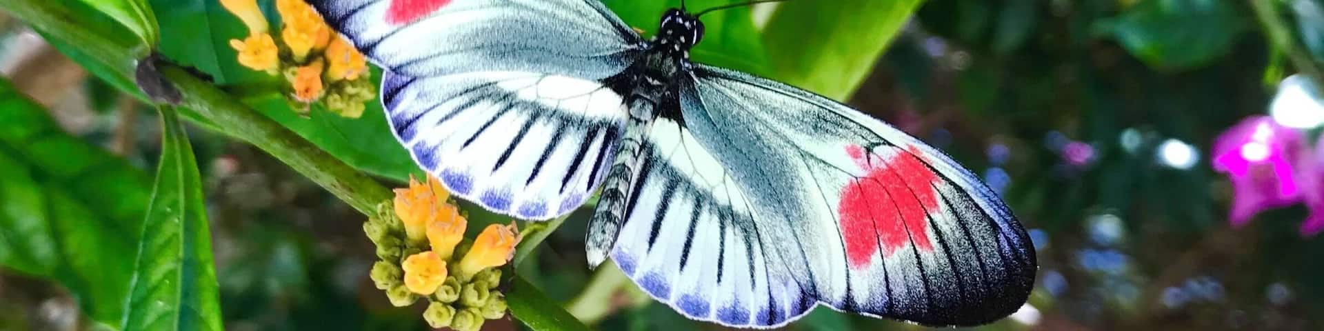 Butterfly World - Coconut Creek, Florida