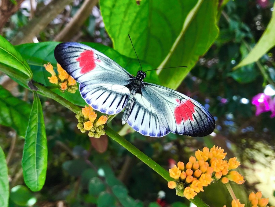 Butterfly World - Coconut Creek, Florida