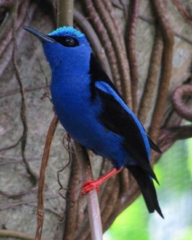 A blue bird perched on a branch.
