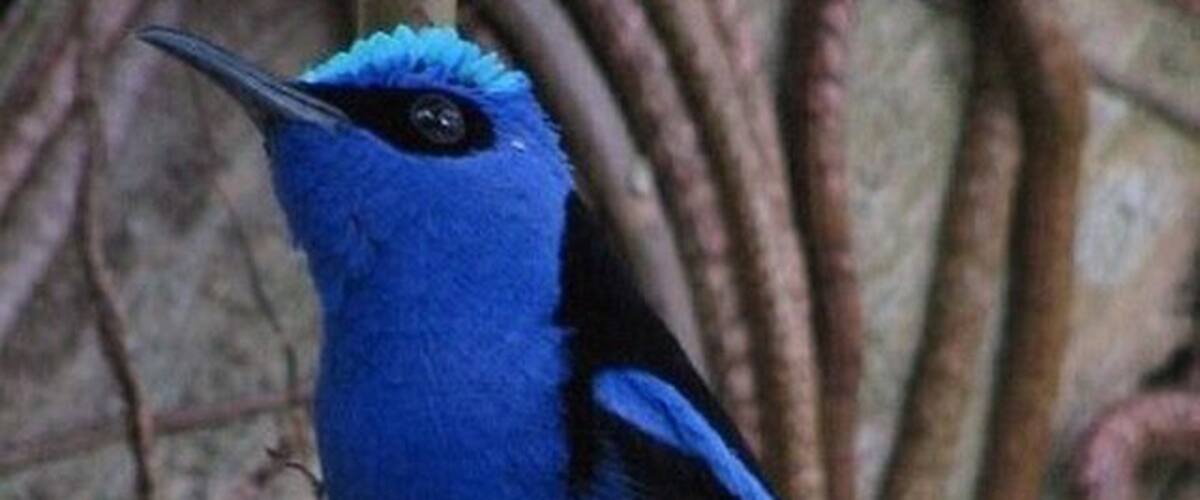 A blue bird perched on a branch.