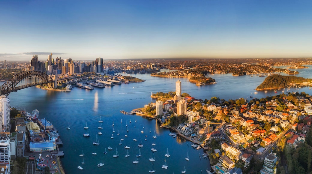 D SY Lavend Morning High Pan