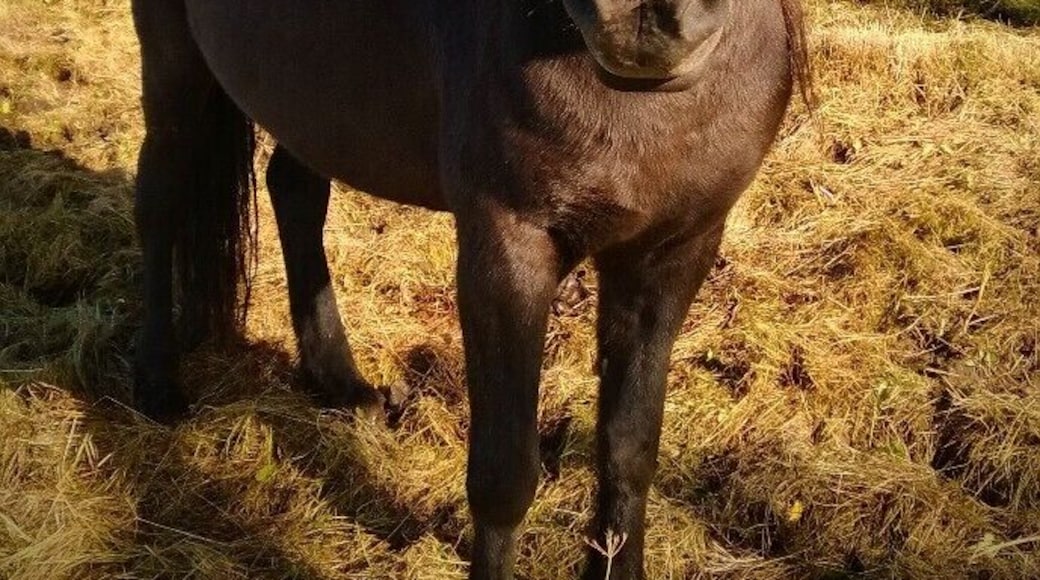 I'm a horse person and of course had to take lots of photos of the beautiful Icelandic Horse. I love their wild mane that gives them a rock star look and how they seem to fit right in with the rough and rugged landscape. This guy stood and posed for me for as long as I wanted. Talk about a rock star!