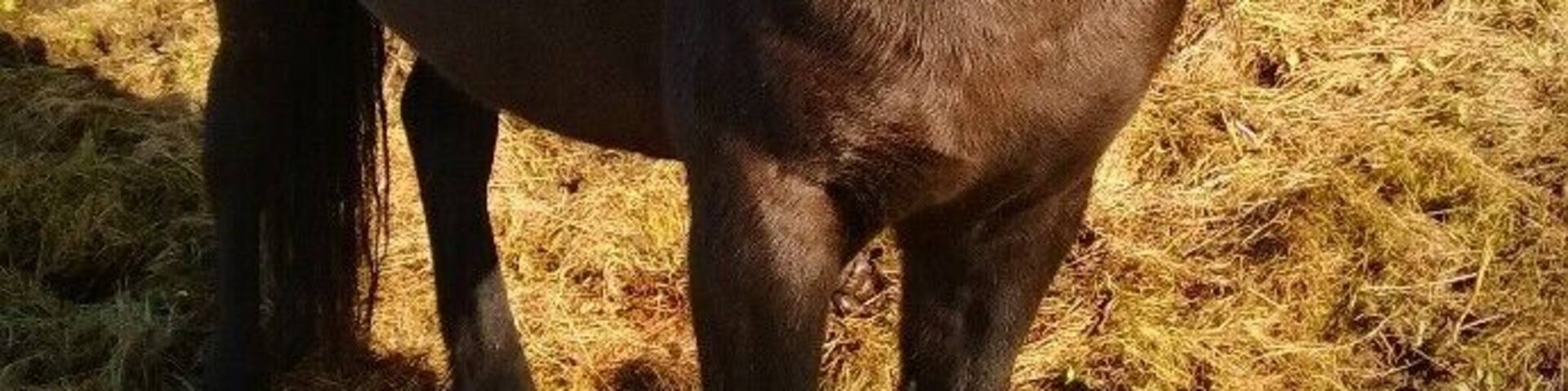 I'm a horse person and of course had to take lots of photos of the beautiful Icelandic Horse. I love their wild mane that gives them a rock star look and how they seem to fit right in with the rough and rugged landscape. This guy stood and posed for me for as long as I wanted. Talk about a rock star!