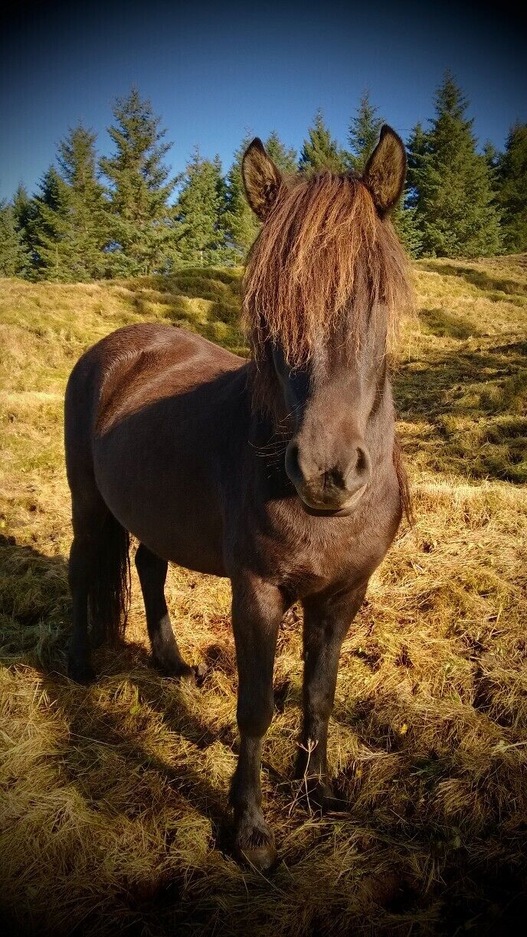 I'm a horse person and of course had to take lots of photos of the beautiful Icelandic Horse. I love their wild mane that gives them a rock star look and how they seem to fit right in with the rough and rugged landscape. This guy stood and posed for me for as long as I wanted. Talk about a rock star!