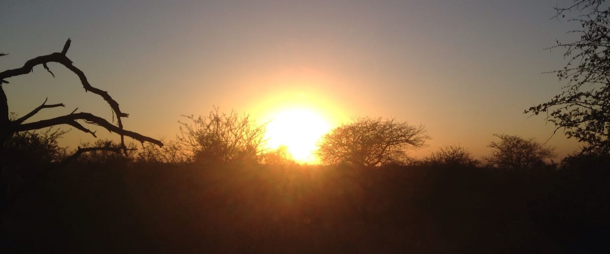 A sunset with the sun low on the horizon, silhouetted trees, and a clear sky.