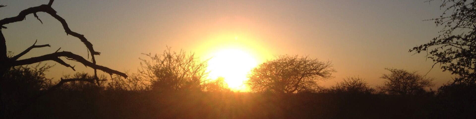 A sunset with the sun low on the horizon, silhouetted trees, and a clear sky.