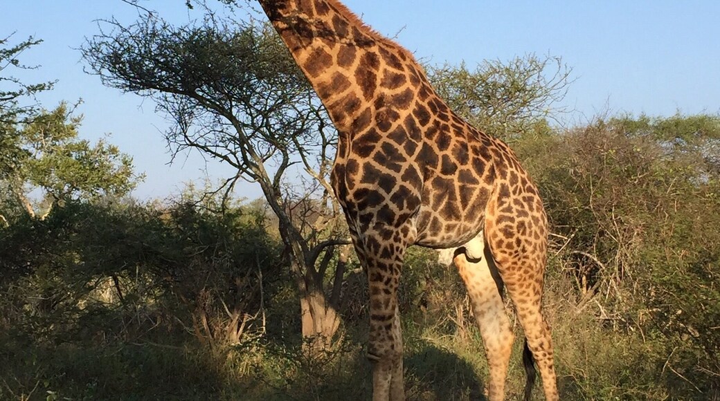 My two girlfriends and I went out on a morning drive while the boys slept. We didn't see much, but on the way back we ran into this guy, first in the middle of the road, then he meandered over to the other side of the tree to munch on his breakfast.